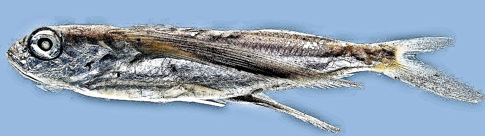 Exocoetus obtusirostris_008